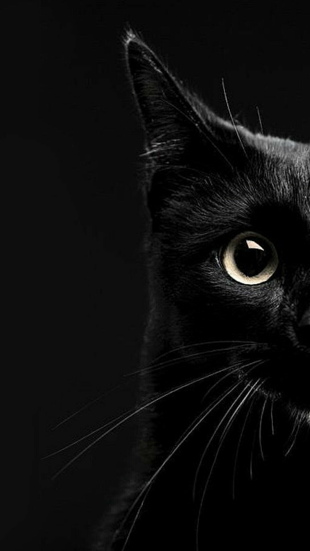 Aesthetic Black Cats Wallpapers