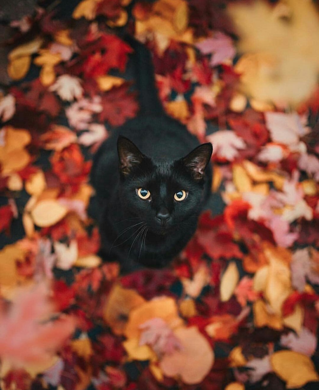 Aesthetic Black Cats Wallpapers