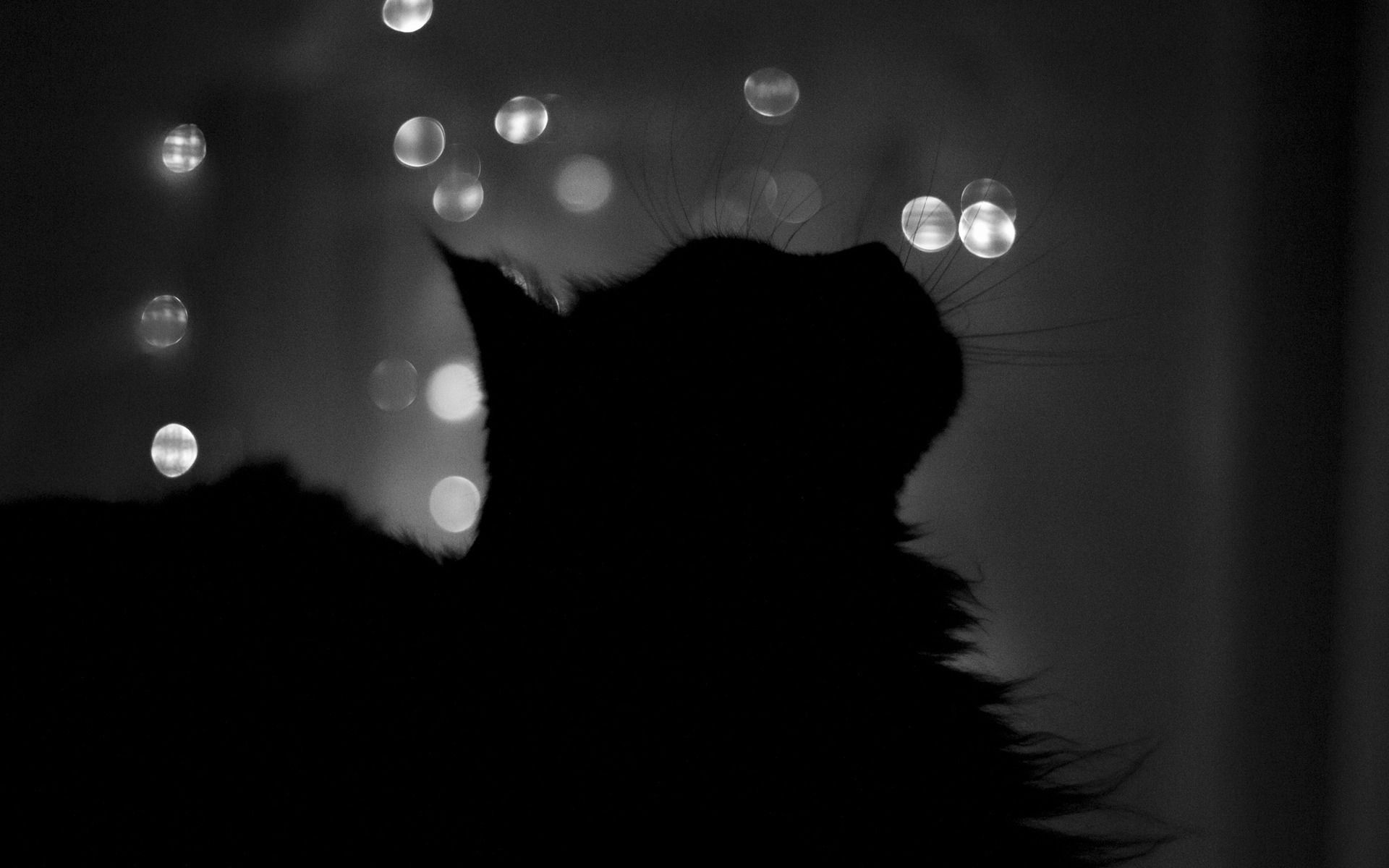 Aesthetic Black Cats Wallpapers