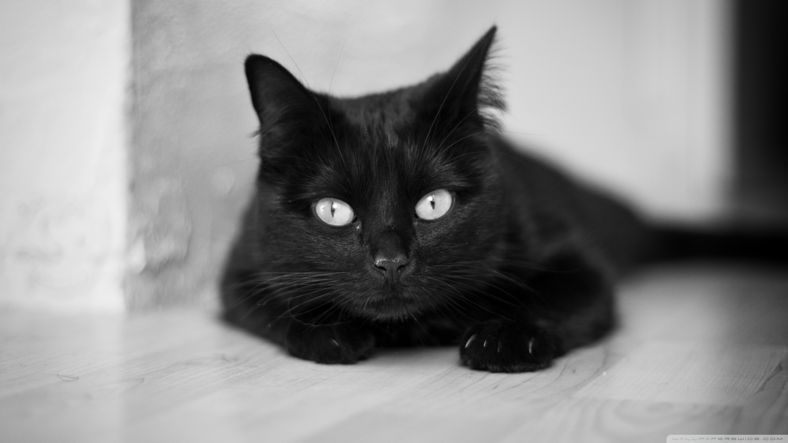 Aesthetic Black Cats Wallpapers