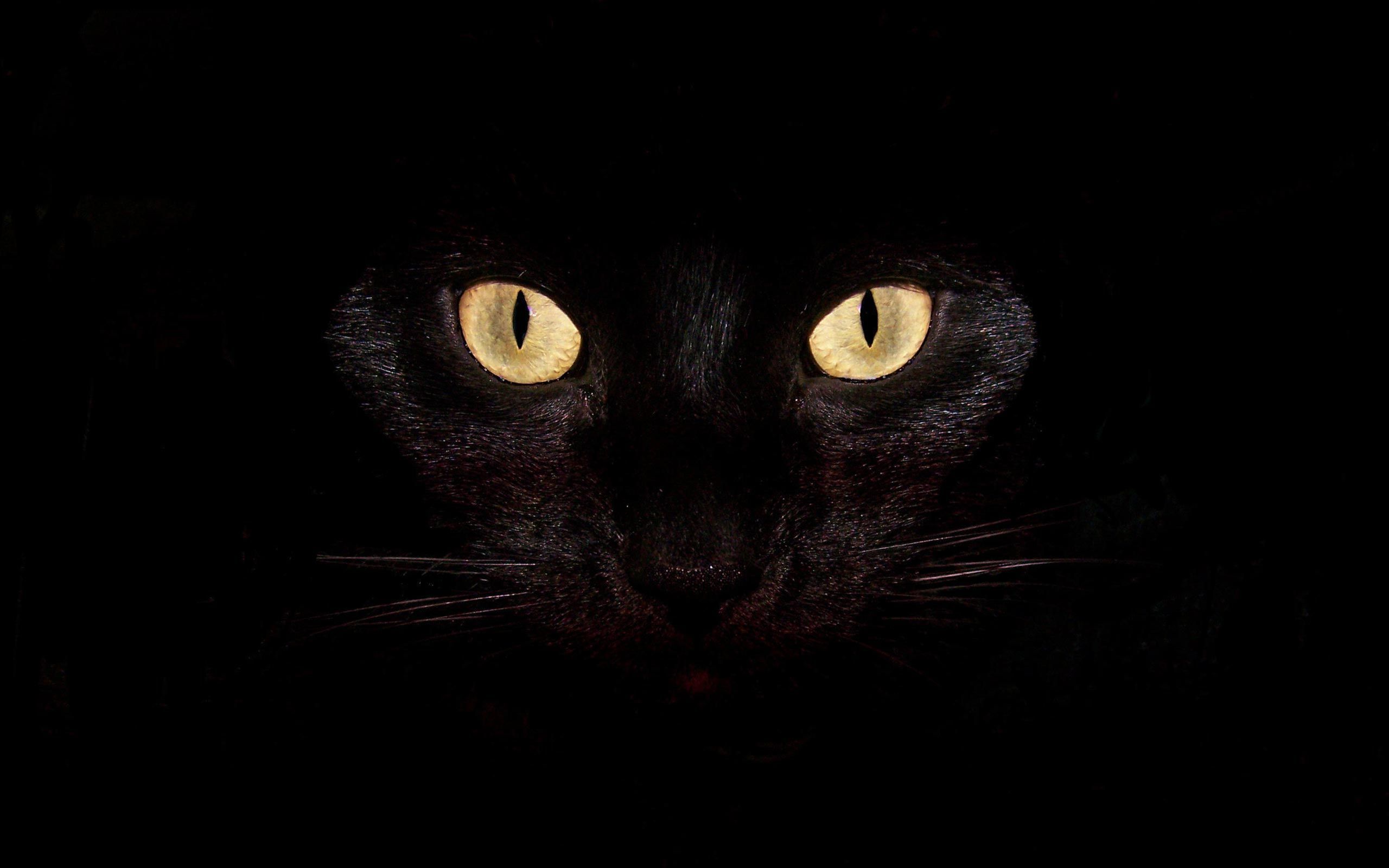 Aesthetic Black Cats Wallpapers