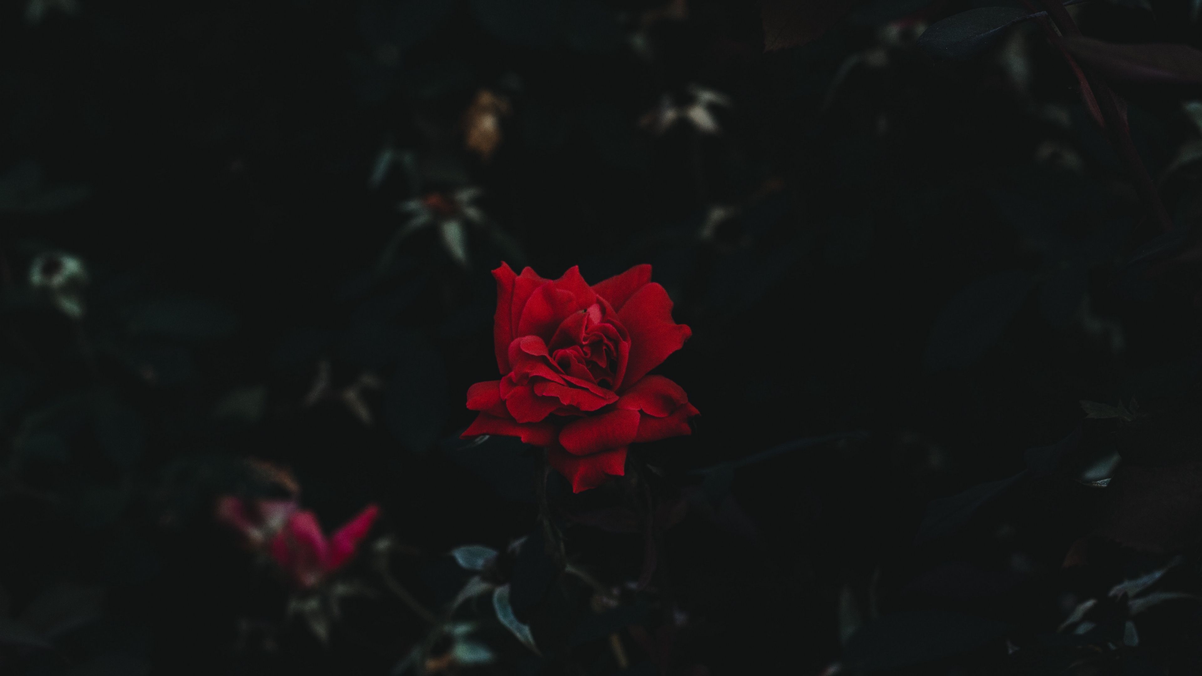 Aesthetic Black Rose Wallpapers