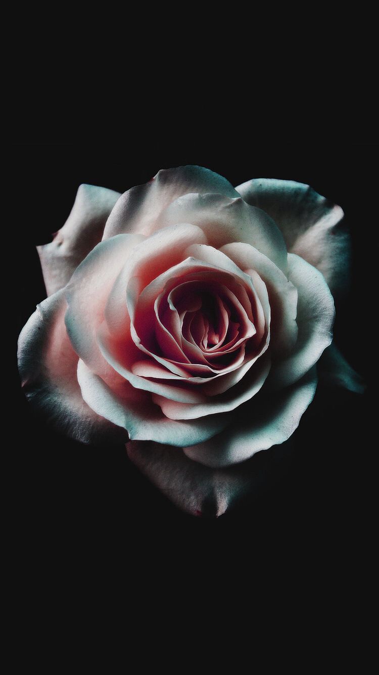 Aesthetic Black Rose Wallpapers