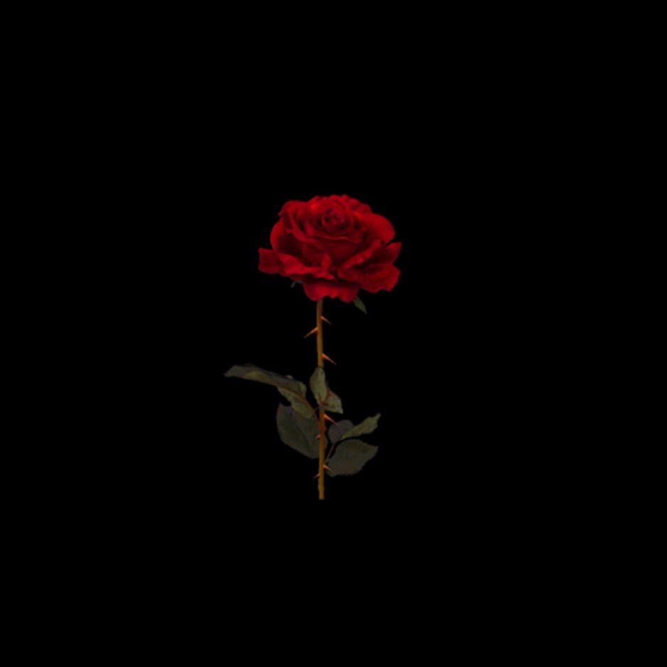 Aesthetic Black Rose Wallpapers