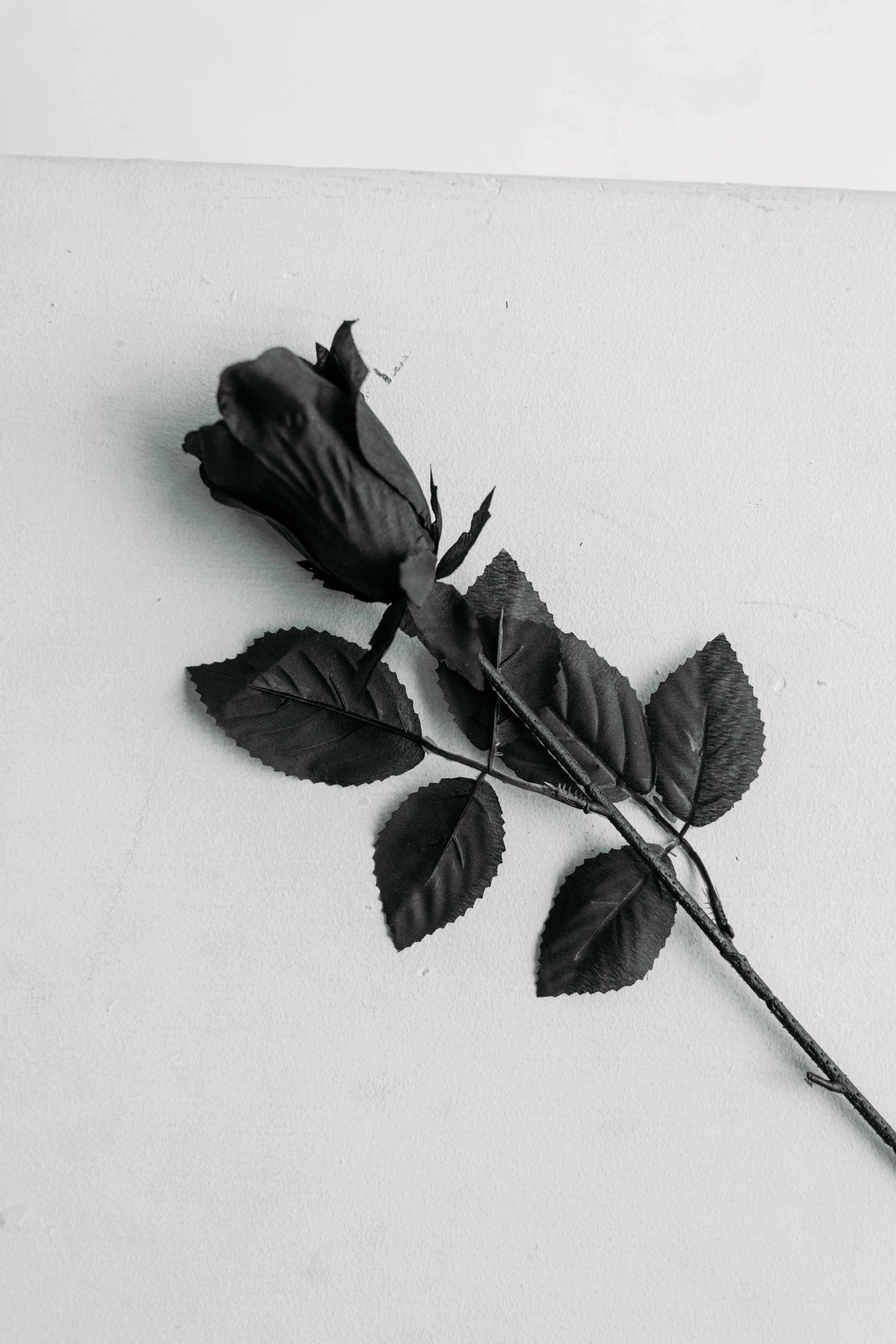 Aesthetic Black Rose Wallpapers