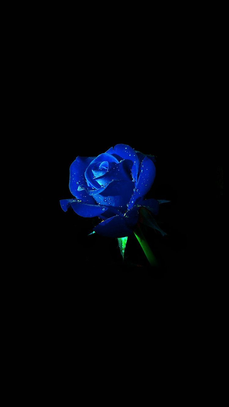 Aesthetic Black Rose Wallpapers