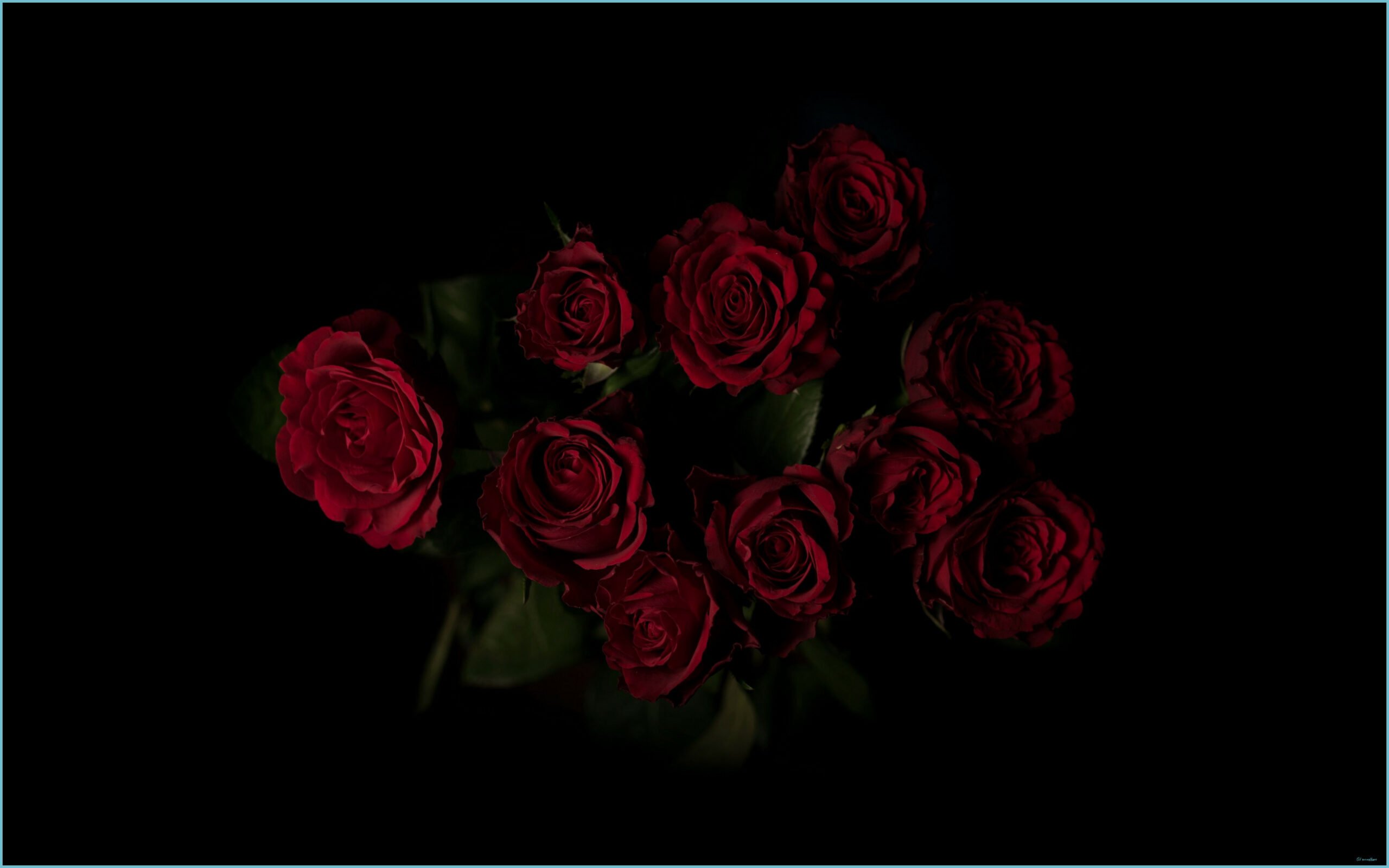 Aesthetic Black Rose Wallpapers