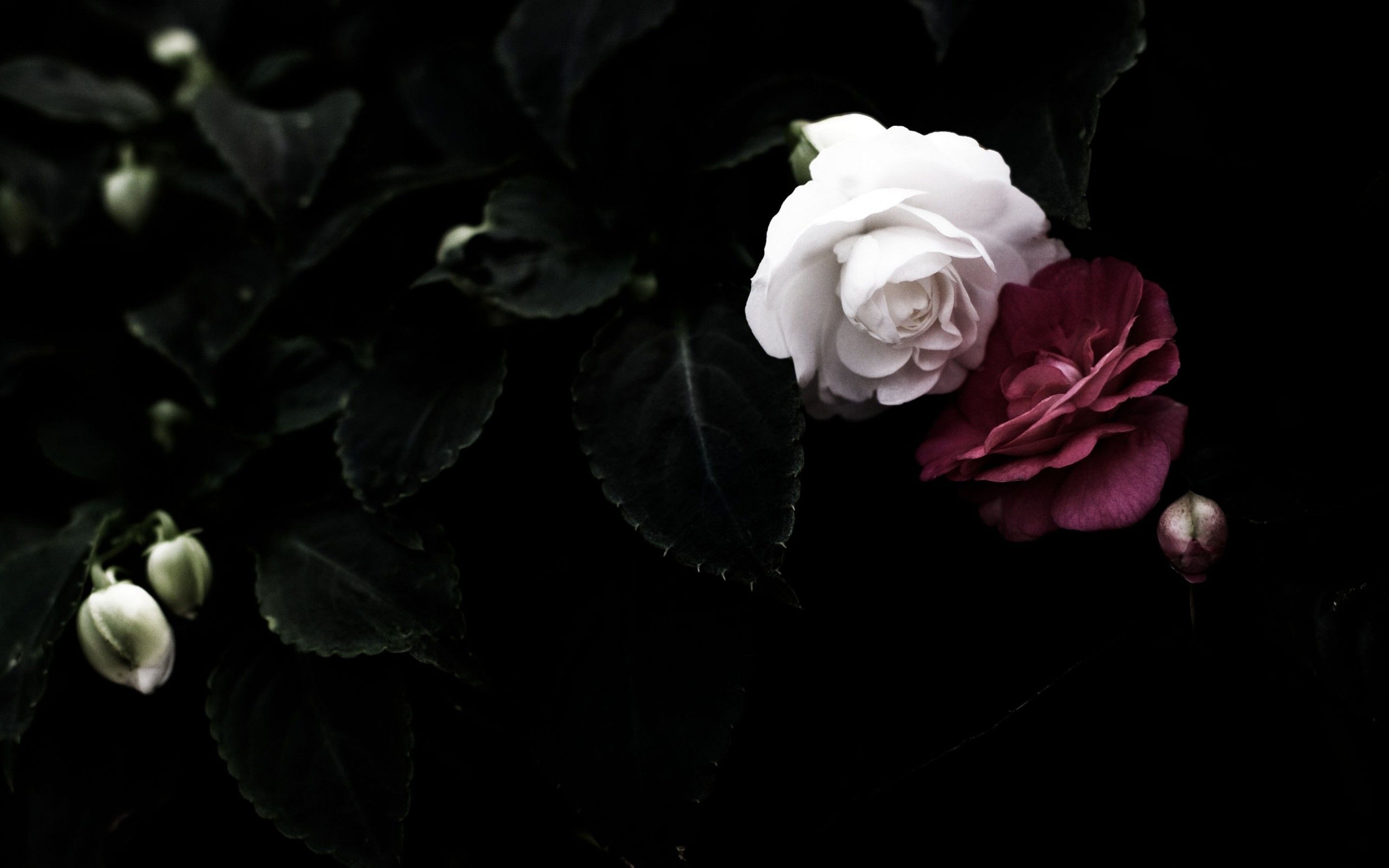 Aesthetic Black Rose Wallpapers