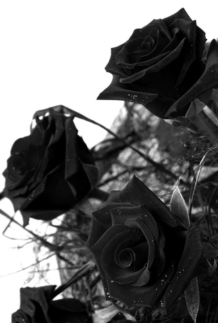 Aesthetic Black Rose Wallpapers