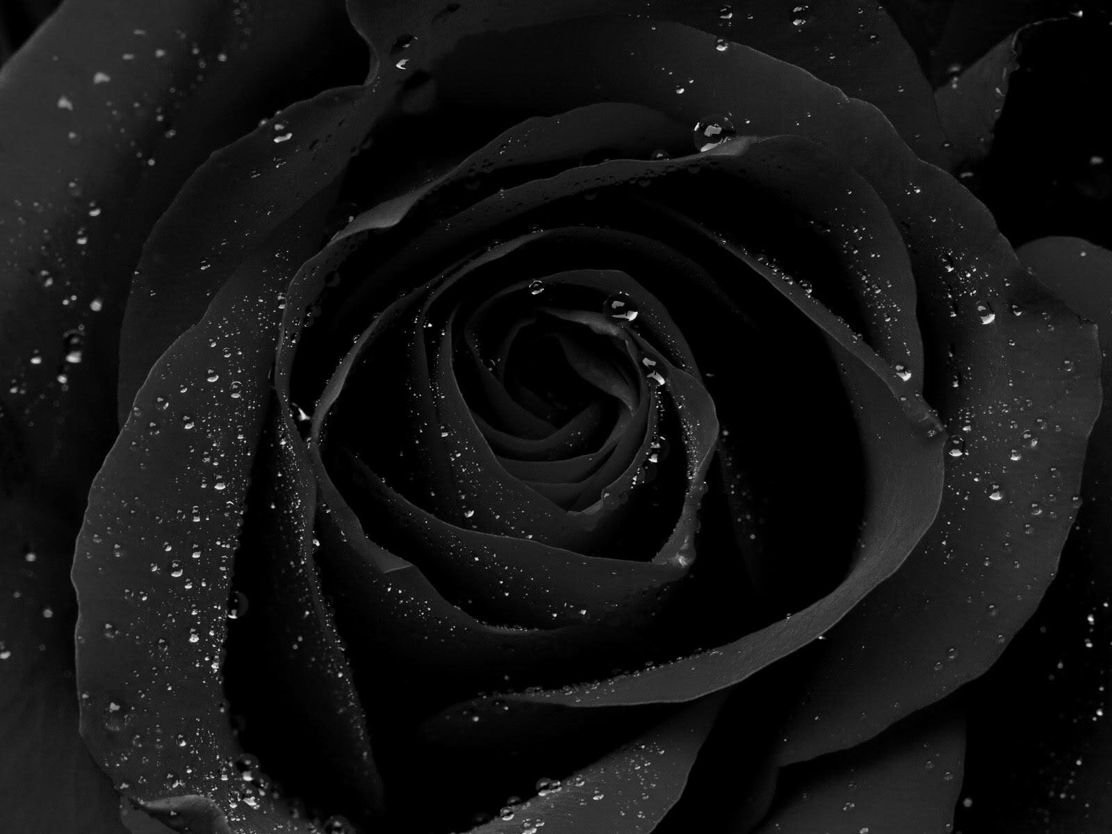 Aesthetic Black Rose Wallpapers