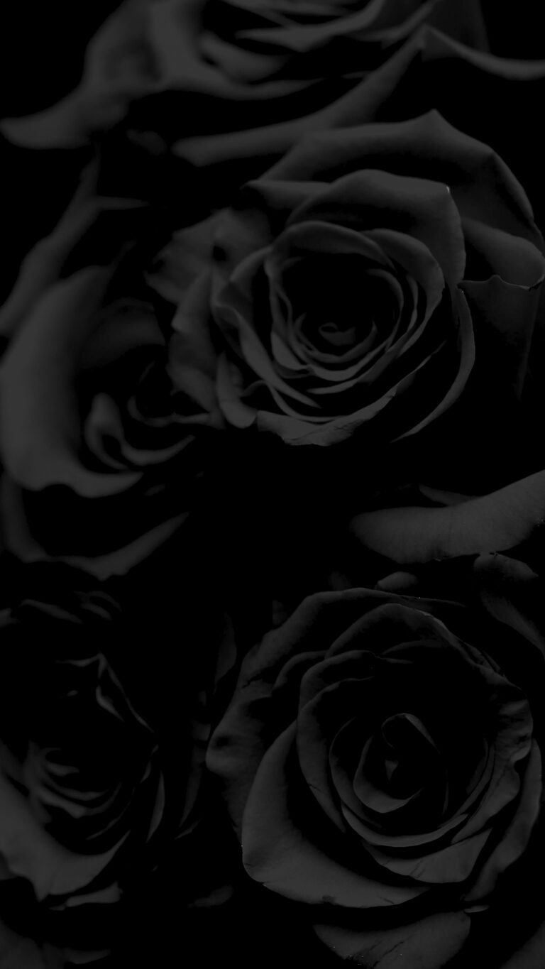 Aesthetic Black Rose Wallpapers