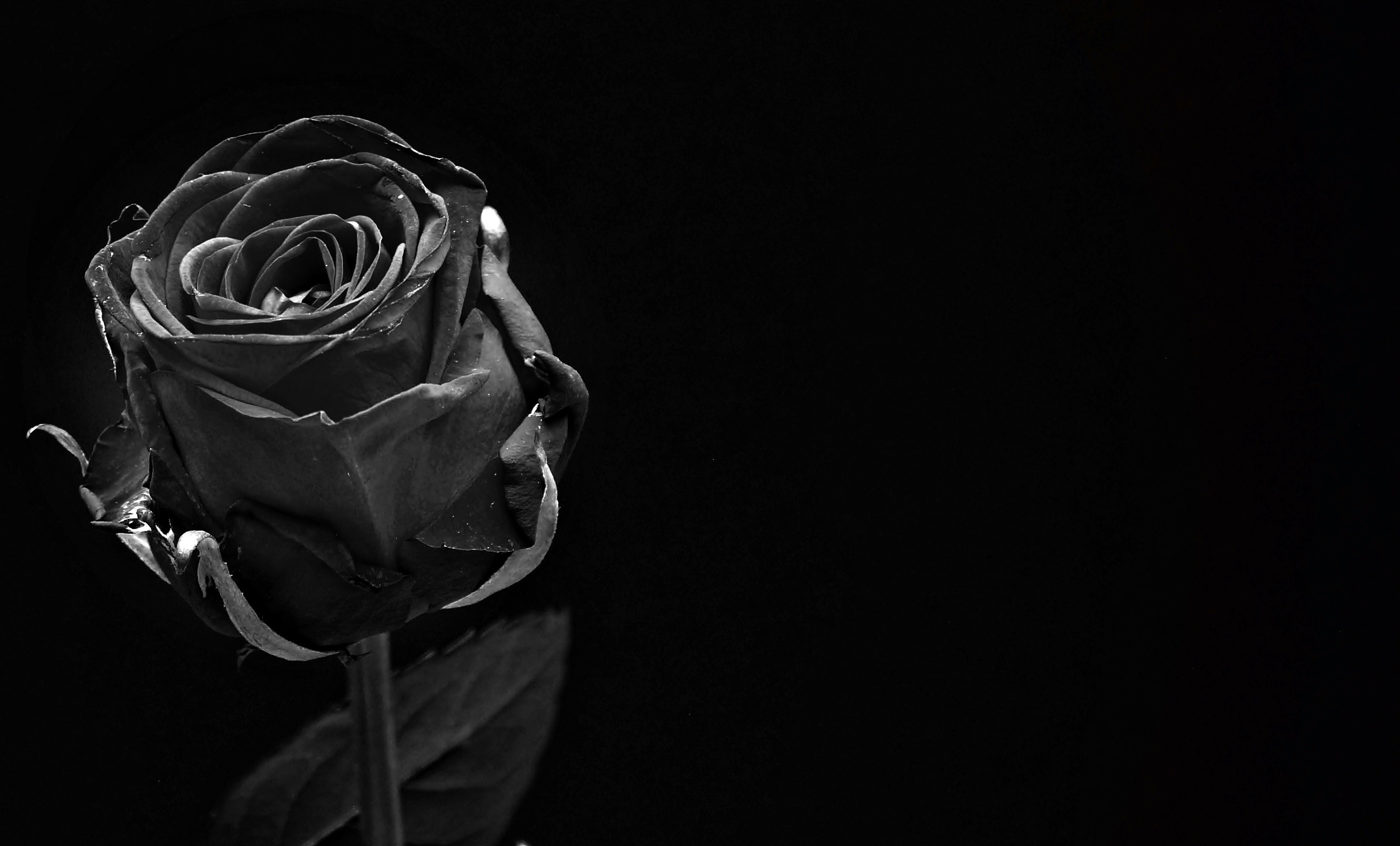 Aesthetic Black Rose Wallpapers