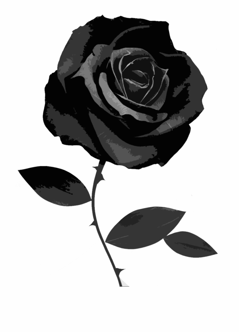 Aesthetic Black Rose Wallpapers