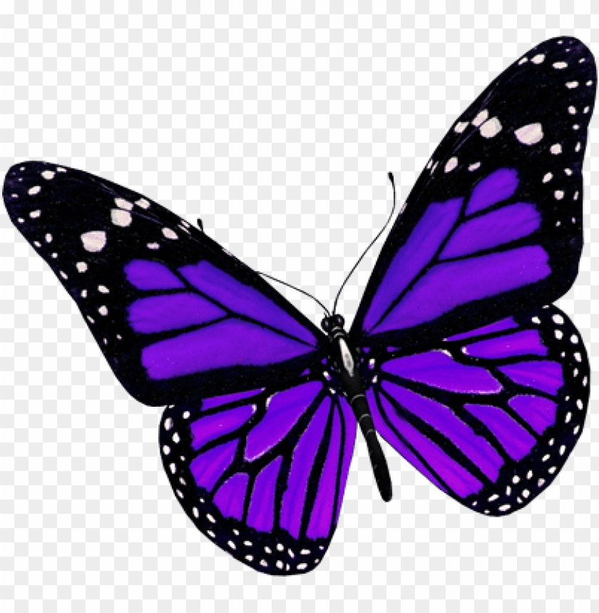 Aesthetic Butterfly Purple Wallpapers