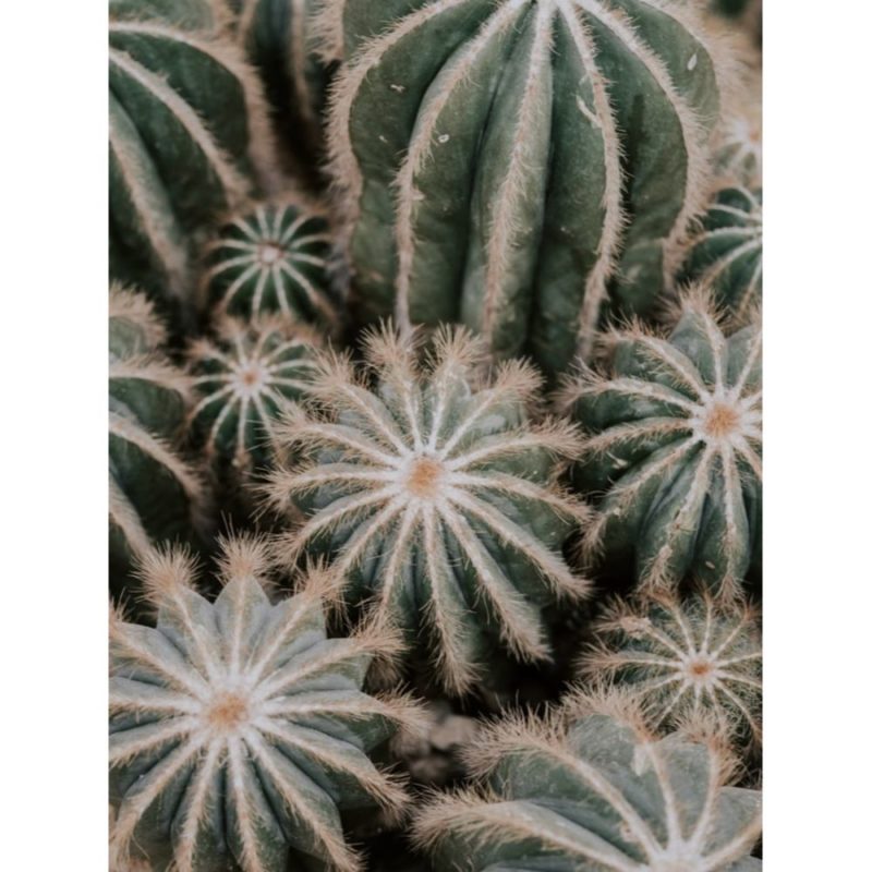 Aesthetic Cactus Wallpapers