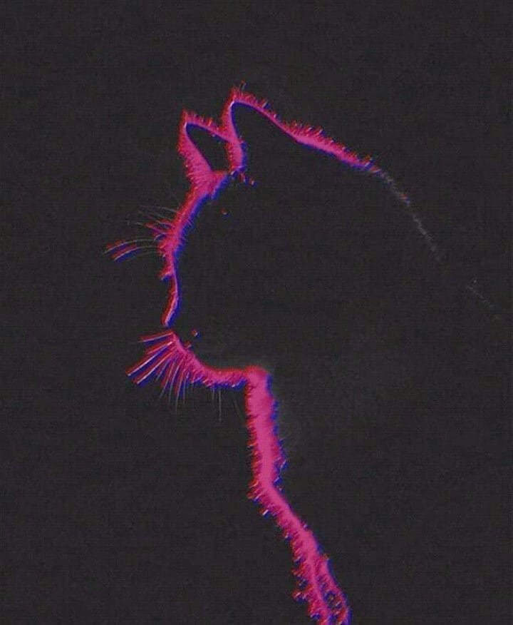 Aesthetic Cat Art Wallpapers