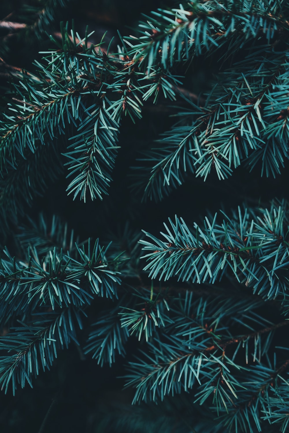 Aesthetic Christmas Tree Wallpapers