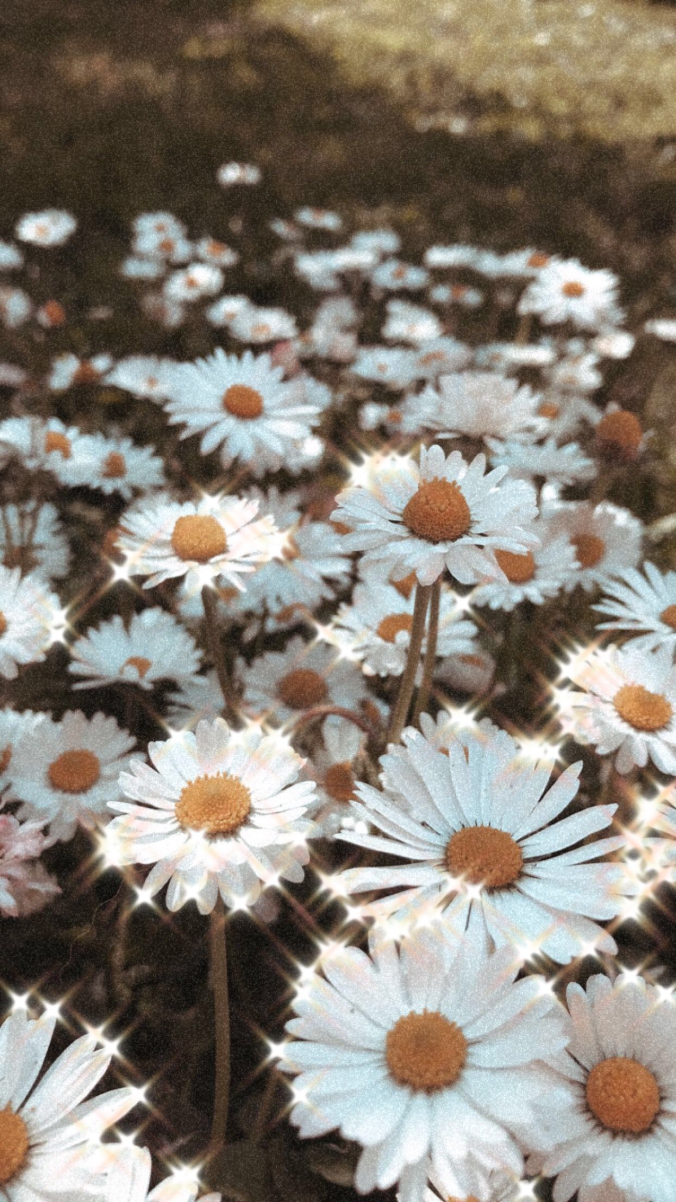 Aesthetic Daisy Wallpapers