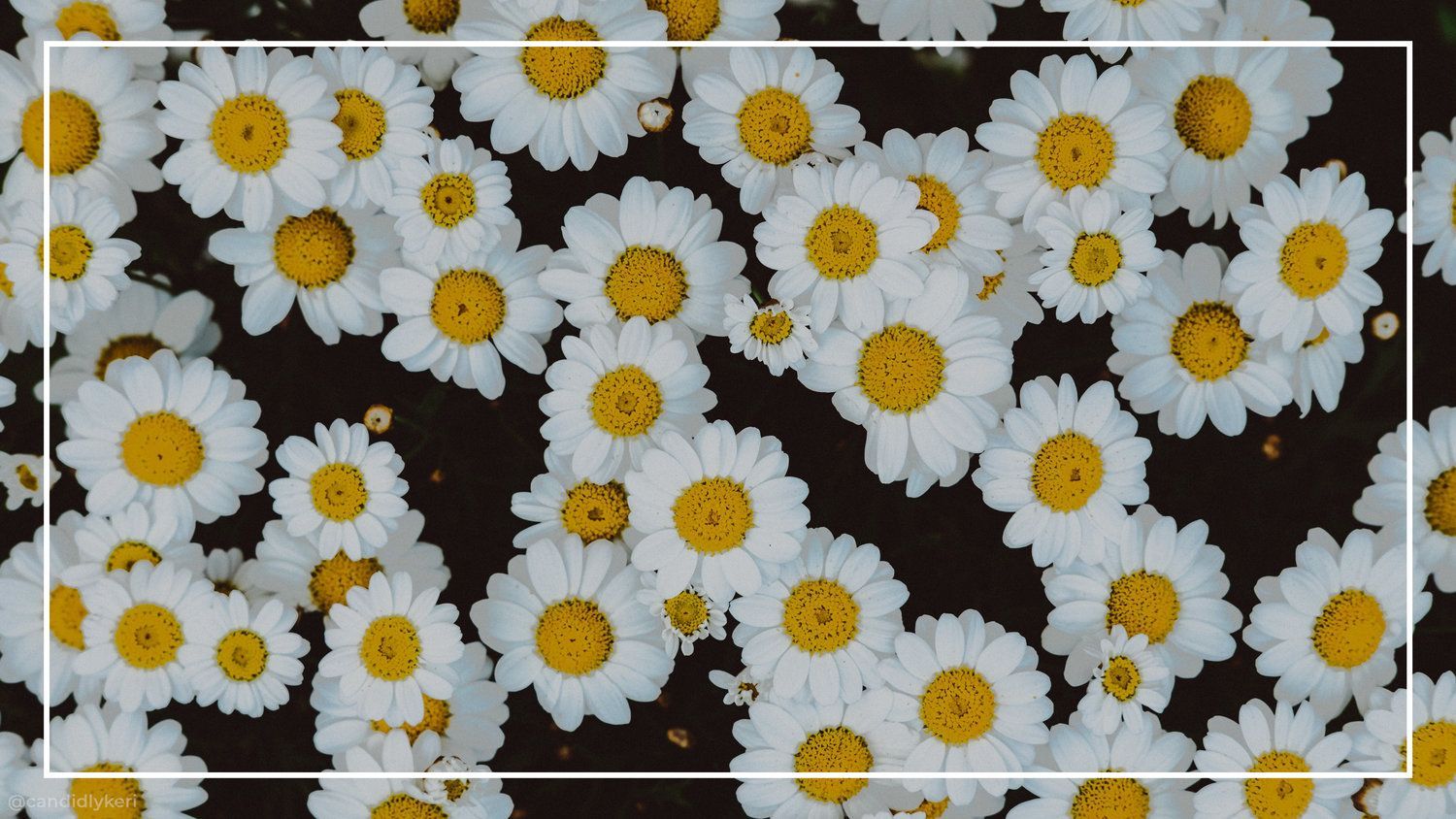 Aesthetic Daisy Wallpapers