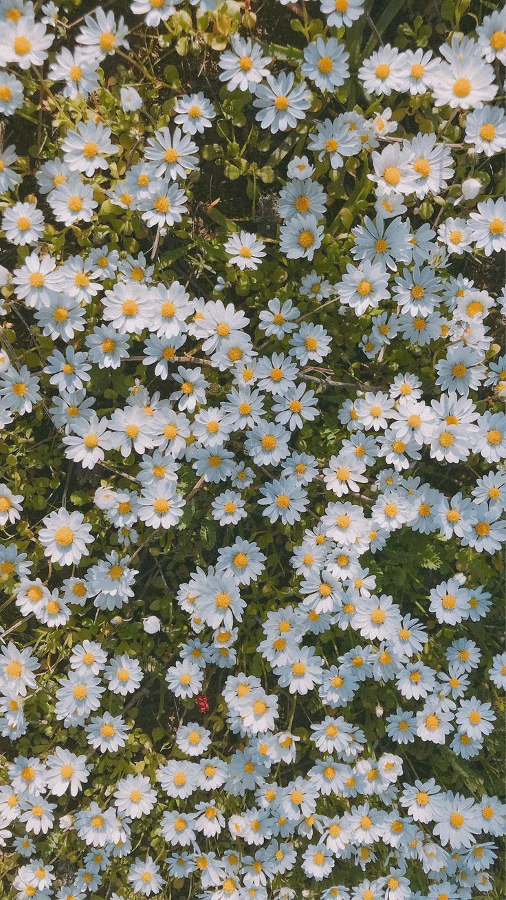 Aesthetic Daisy Wallpapers