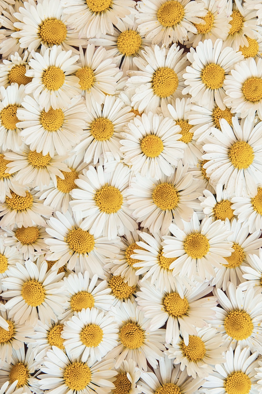 Aesthetic Daisy Wallpapers