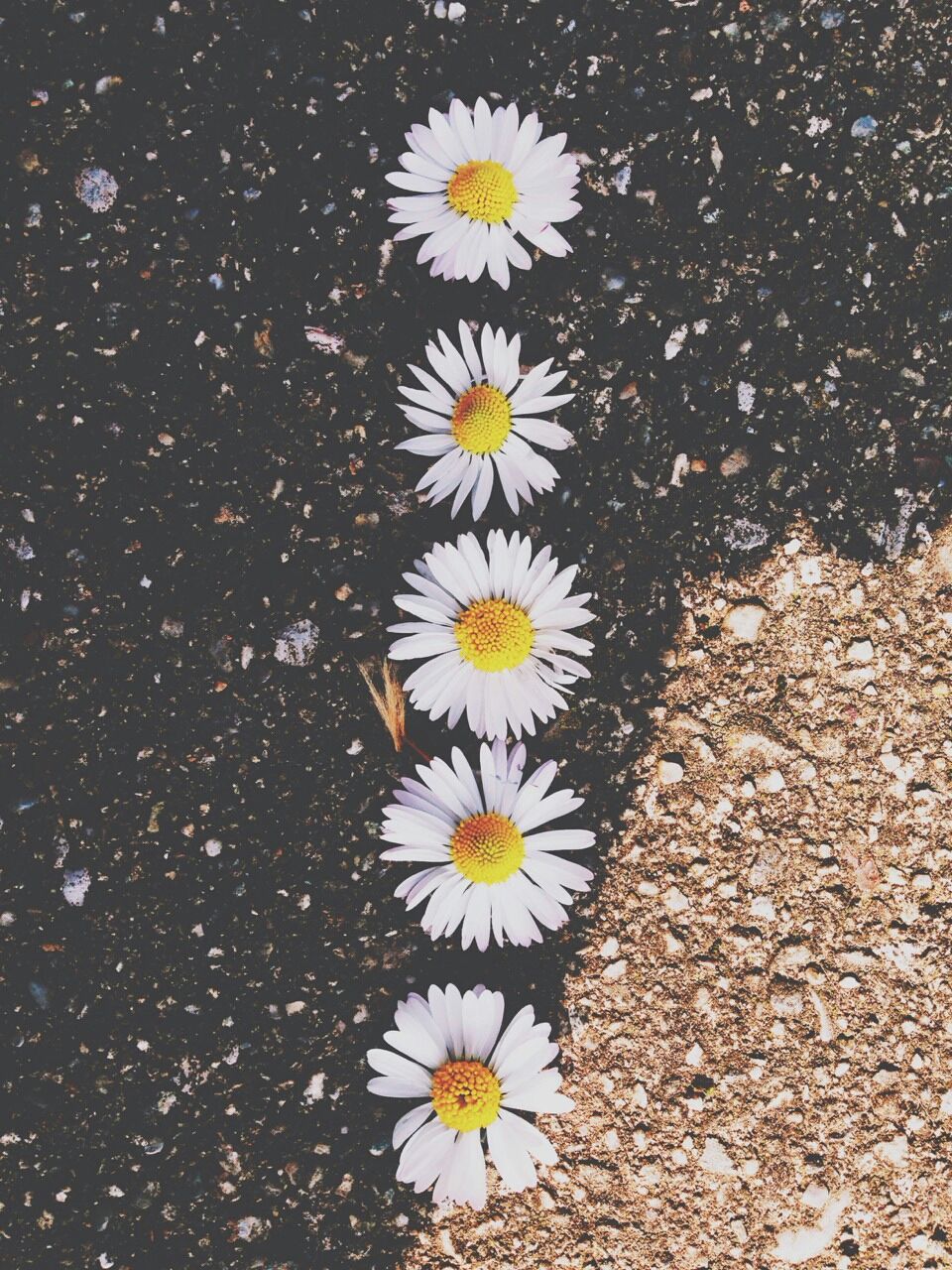 Aesthetic Daisy Wallpapers