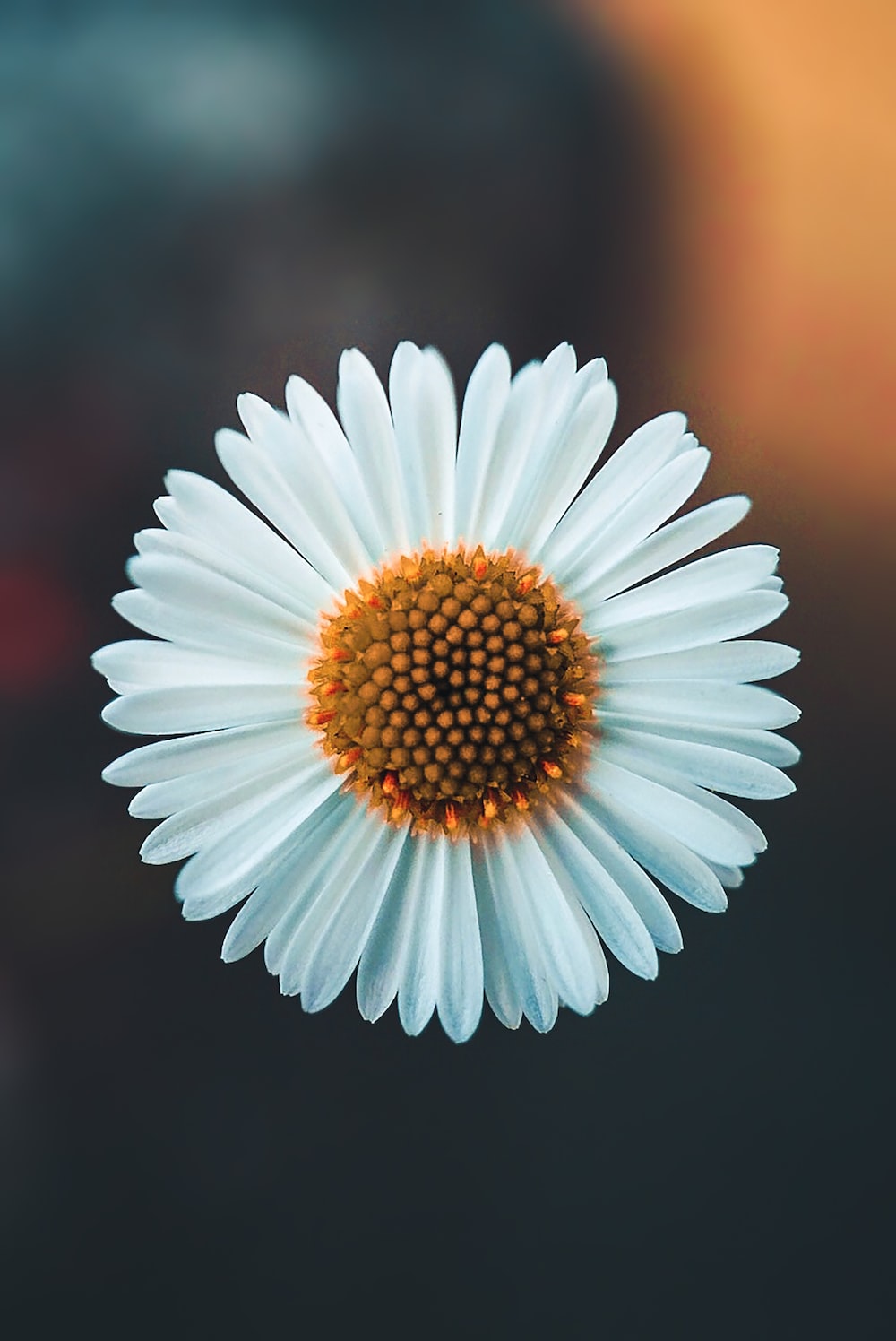 Aesthetic Daisy Wallpapers