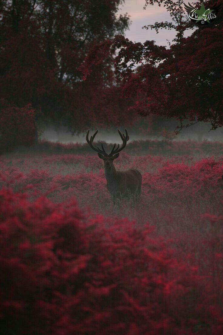 Aesthetic Deer Wallpapers