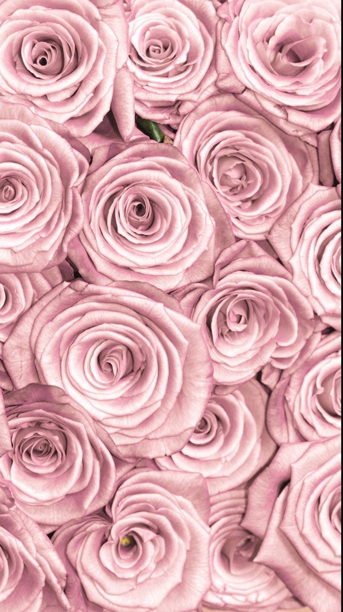 Aesthetic Dusty Rose Wallpapers