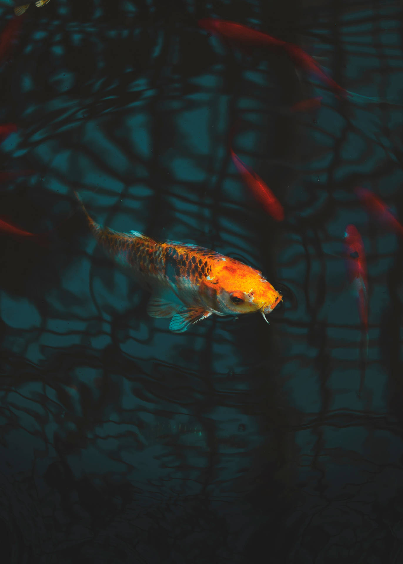 Aesthetic Fish Wallpapers