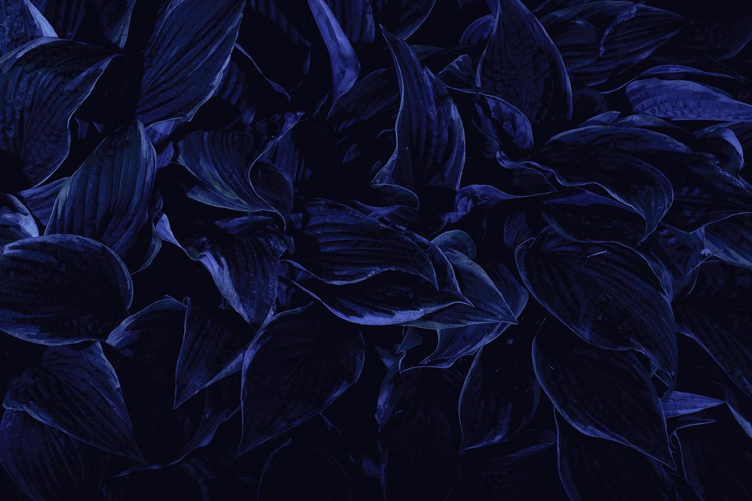 Aesthetic Flower Dark Wallpapers