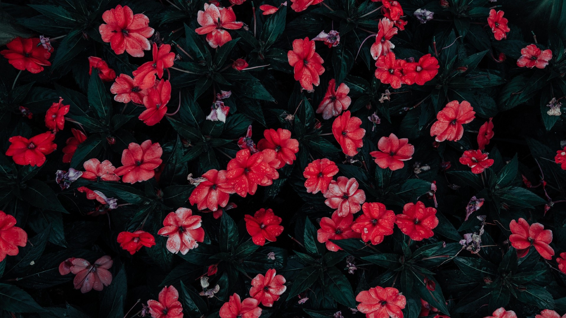 Aesthetic Flower Laptop Wallpapers