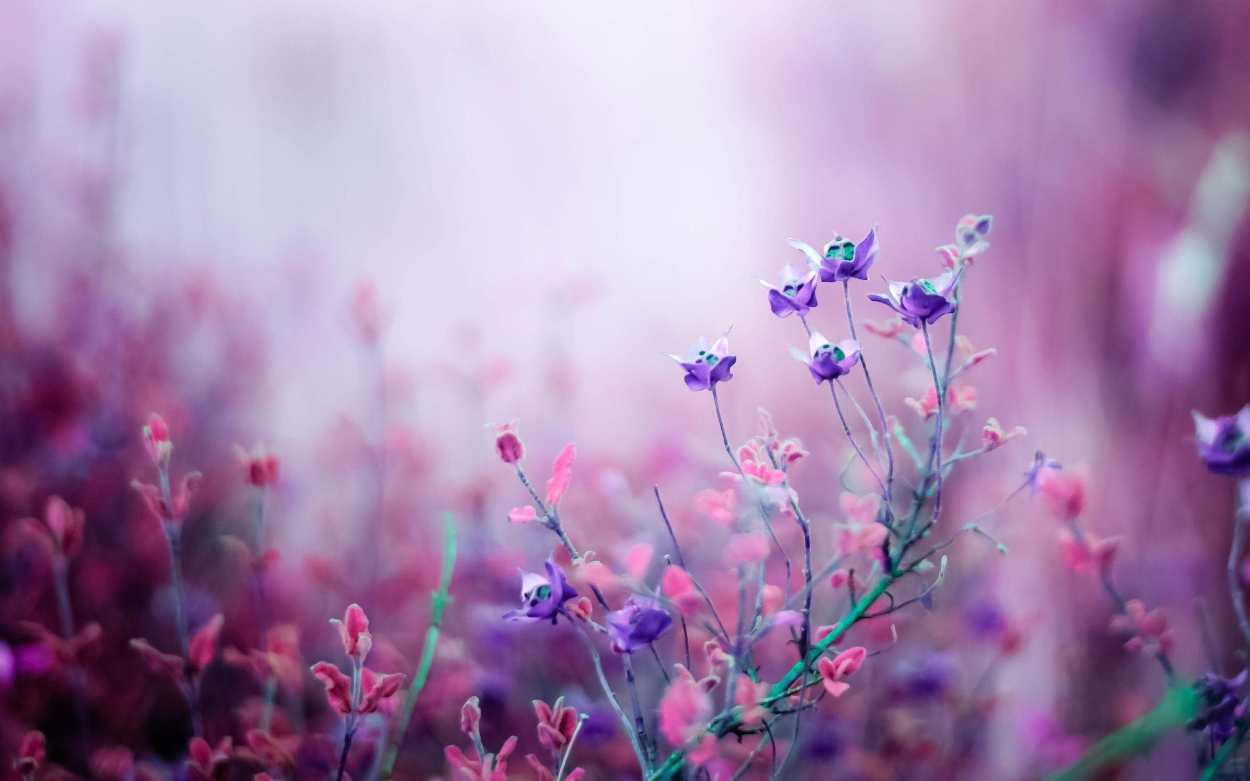 Aesthetic Flower Laptop Wallpapers