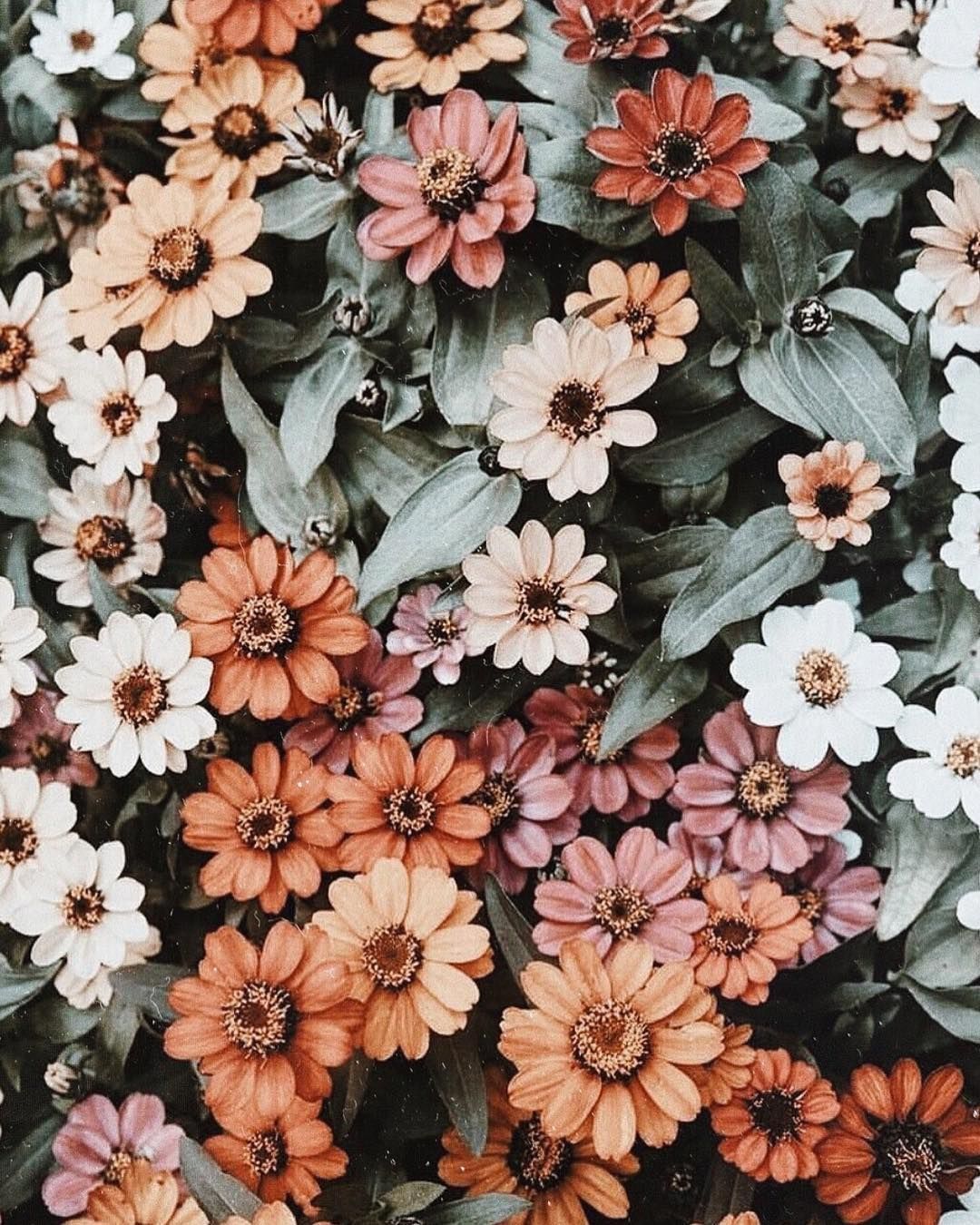 Aesthetic Flowers Wallpapers