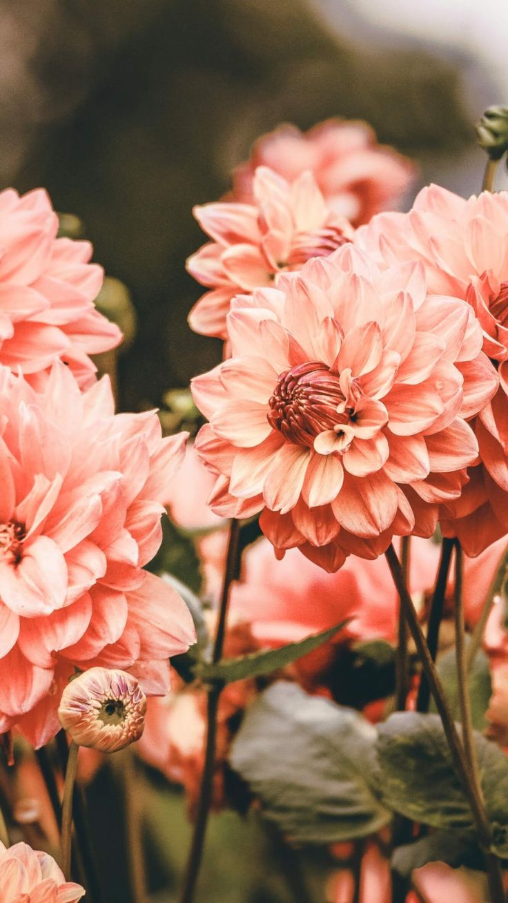 Aesthetic Flowers Wallpapers