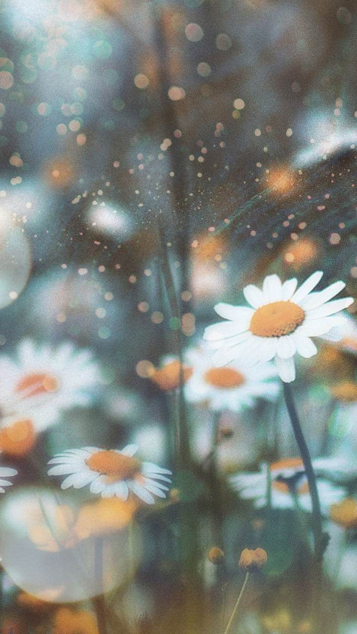 Aesthetic Flowers Iphone Wallpapers