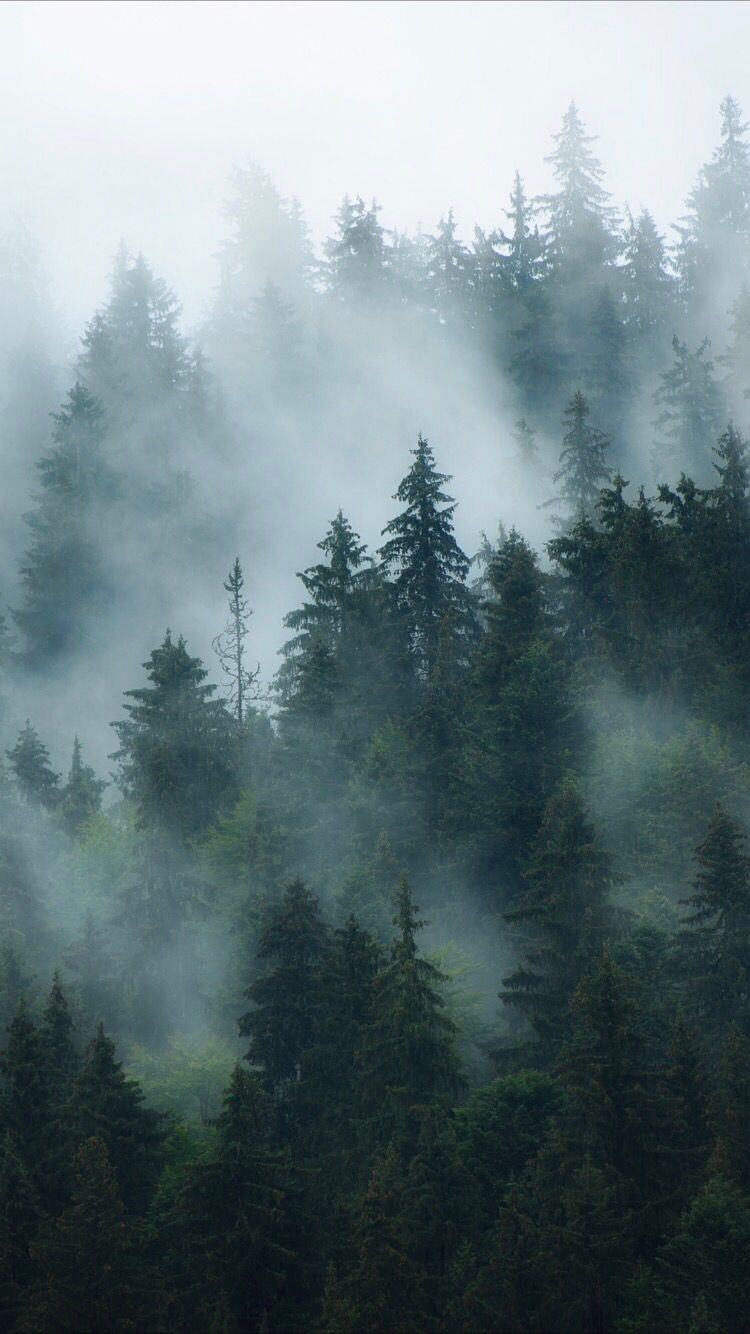 Aesthetic Foggy Forest Wallpapers