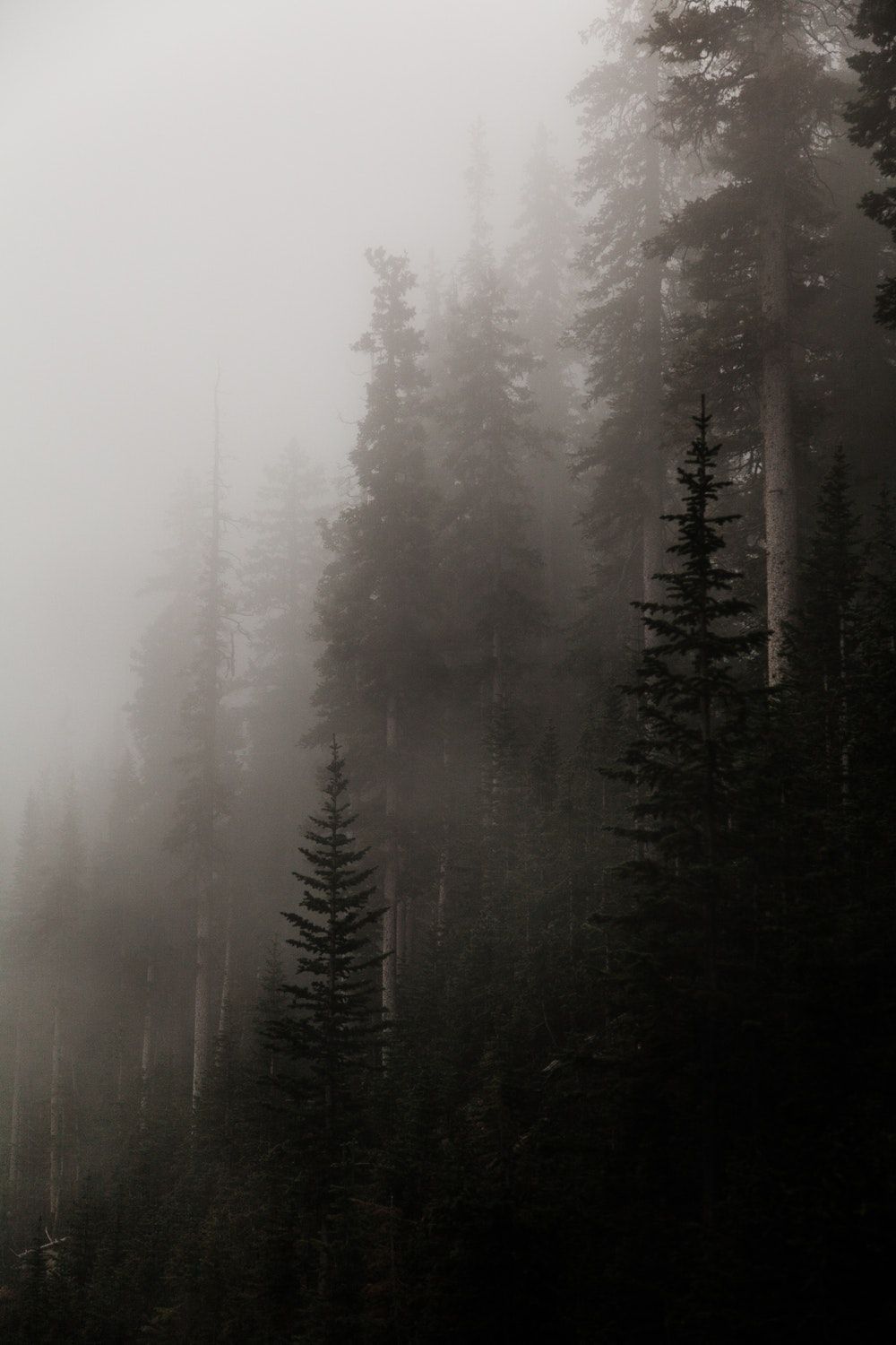 Aesthetic Foggy Forest Wallpapers