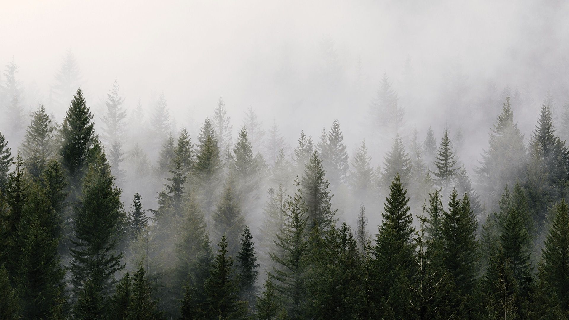 Aesthetic Foggy Forest Wallpapers