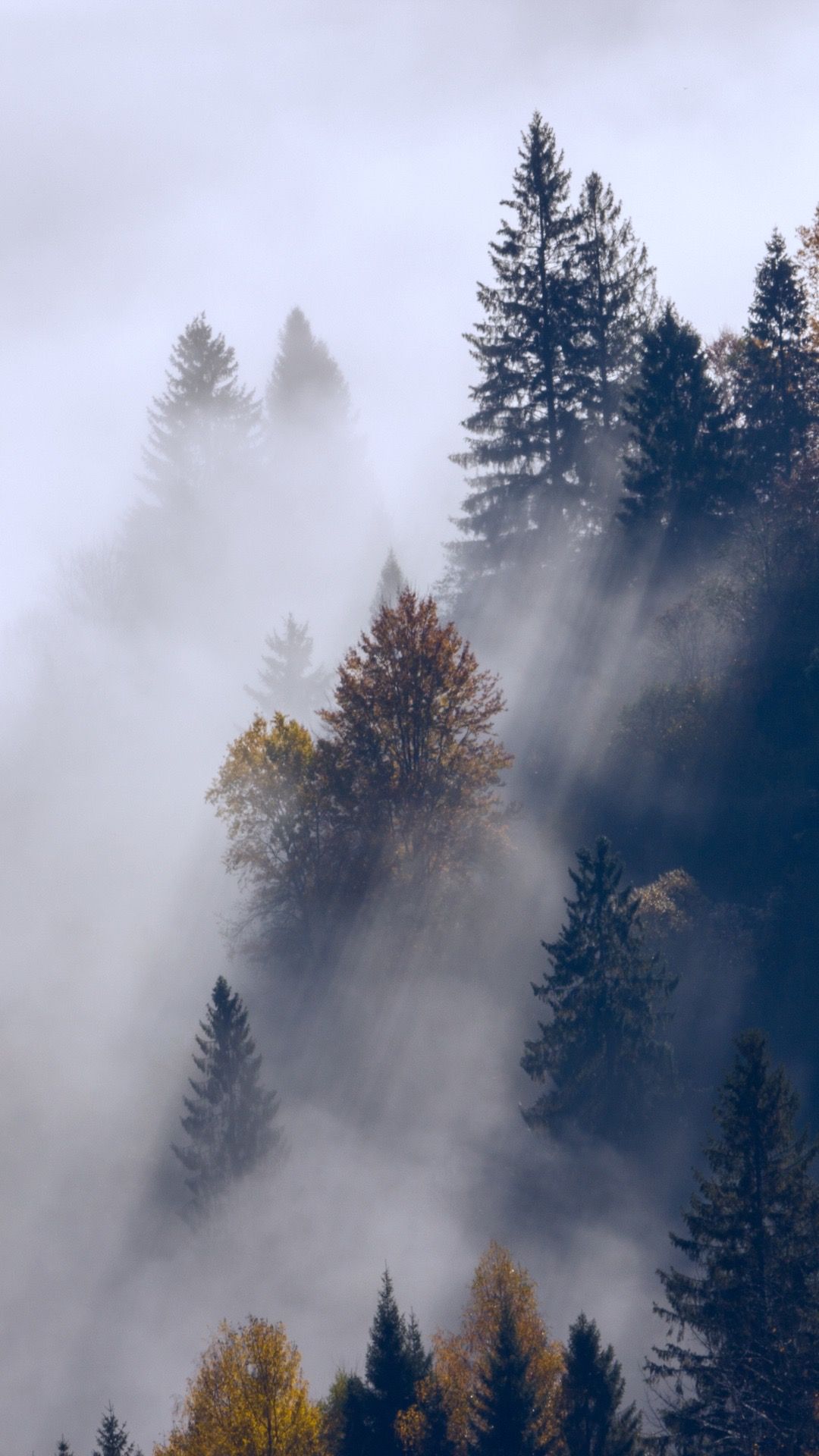 Aesthetic Foggy Forest Wallpapers