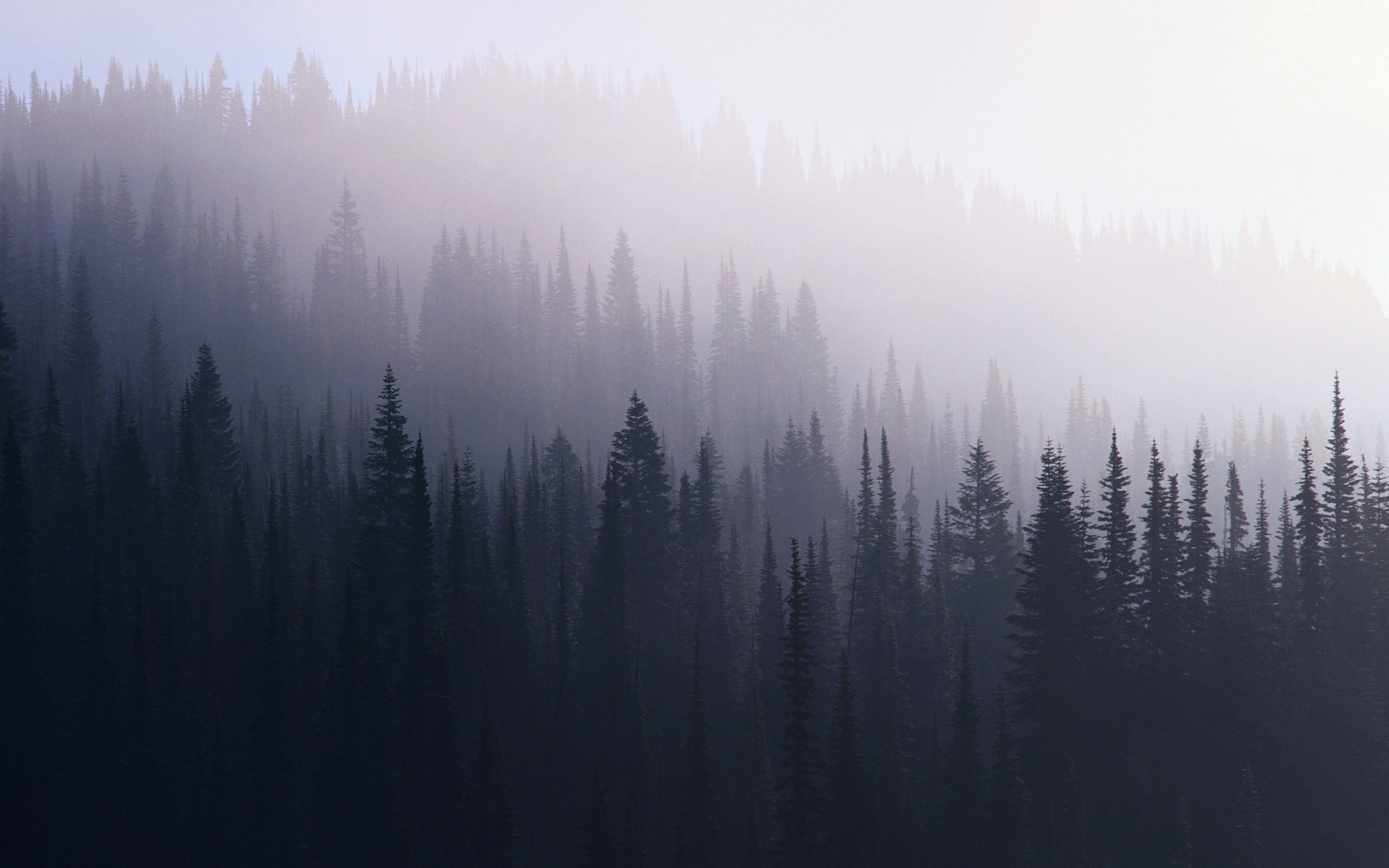 Aesthetic Foggy Forest Wallpapers