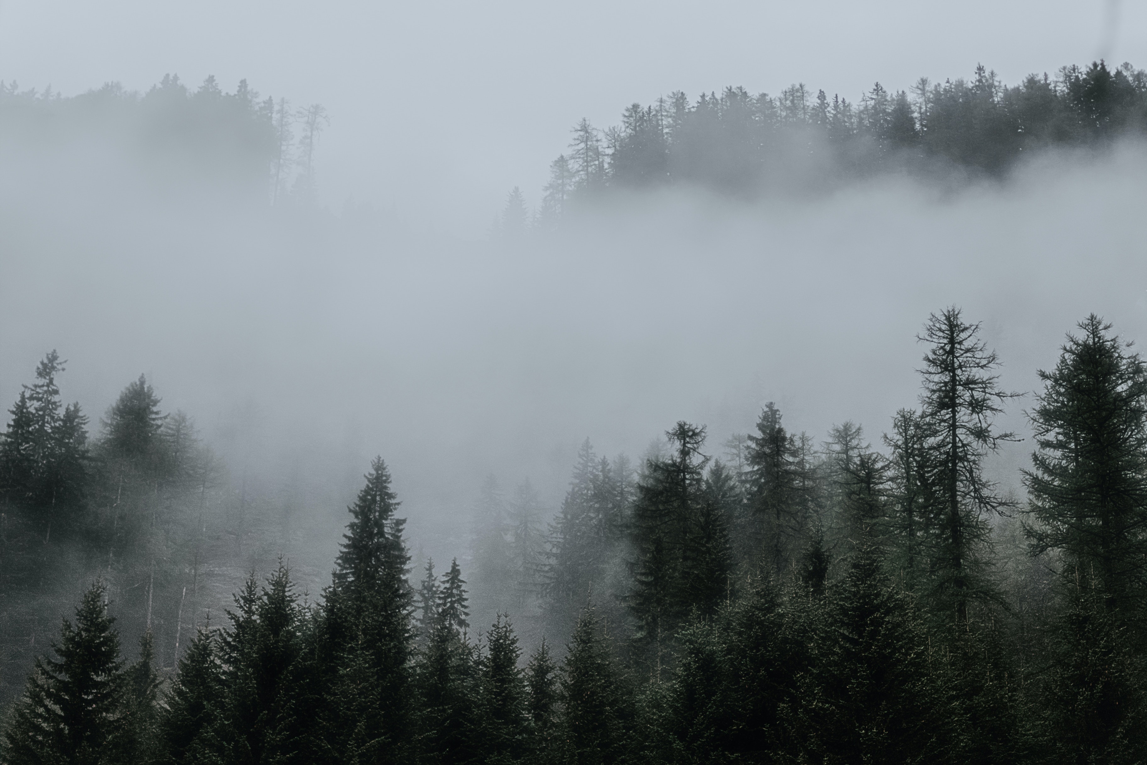 Aesthetic Foggy Forest Wallpapers