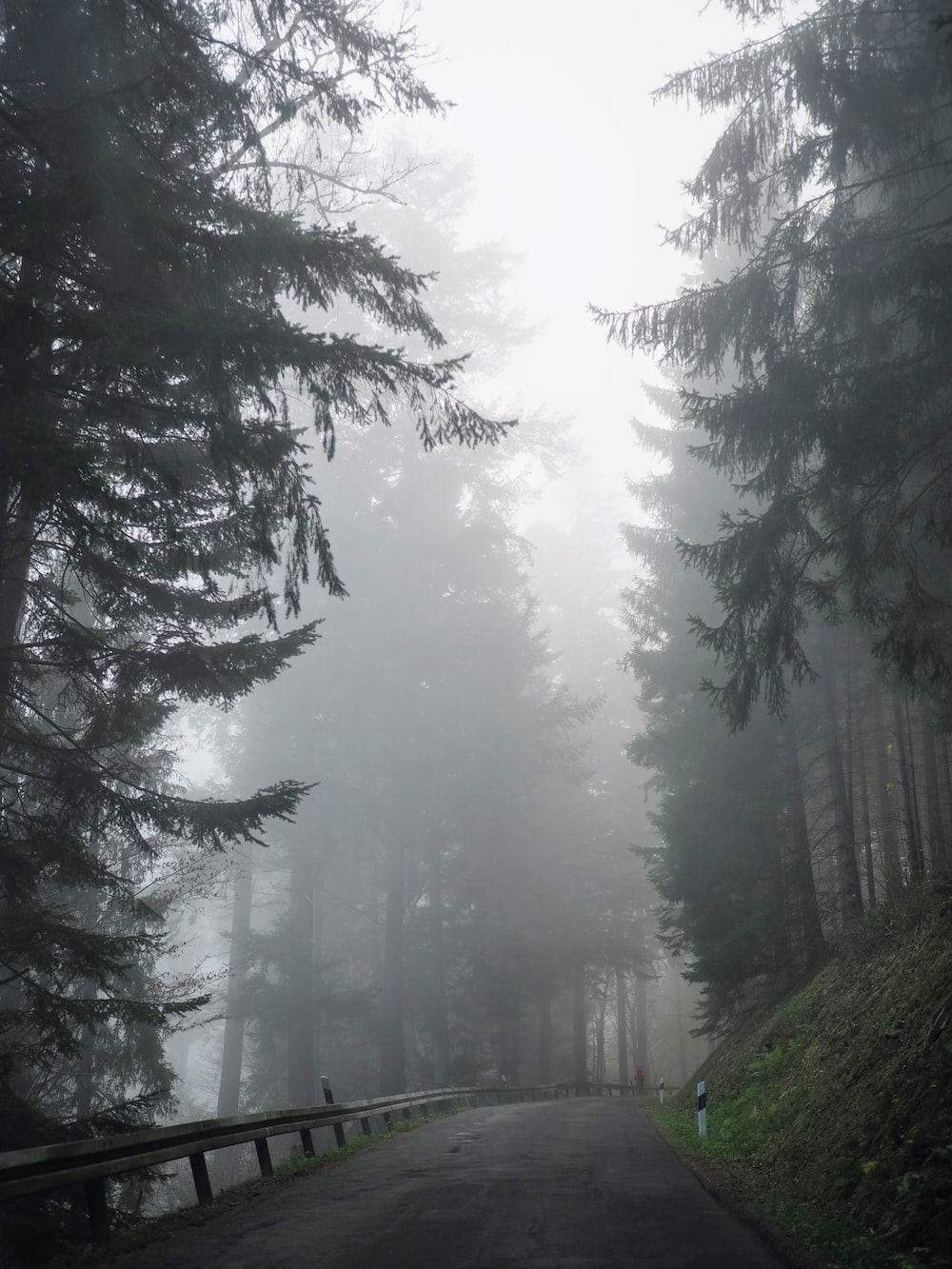 Aesthetic Foggy Forest Wallpapers