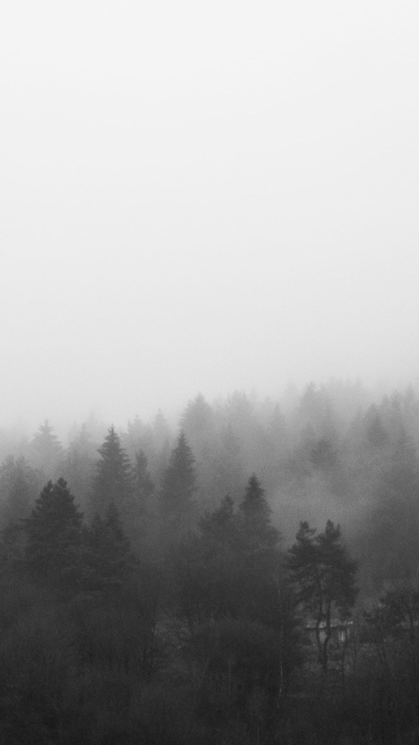 Aesthetic Foggy Forest Wallpapers