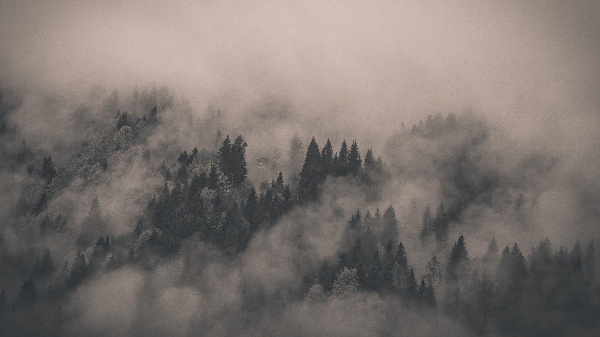 Aesthetic Foggy Forest Wallpapers