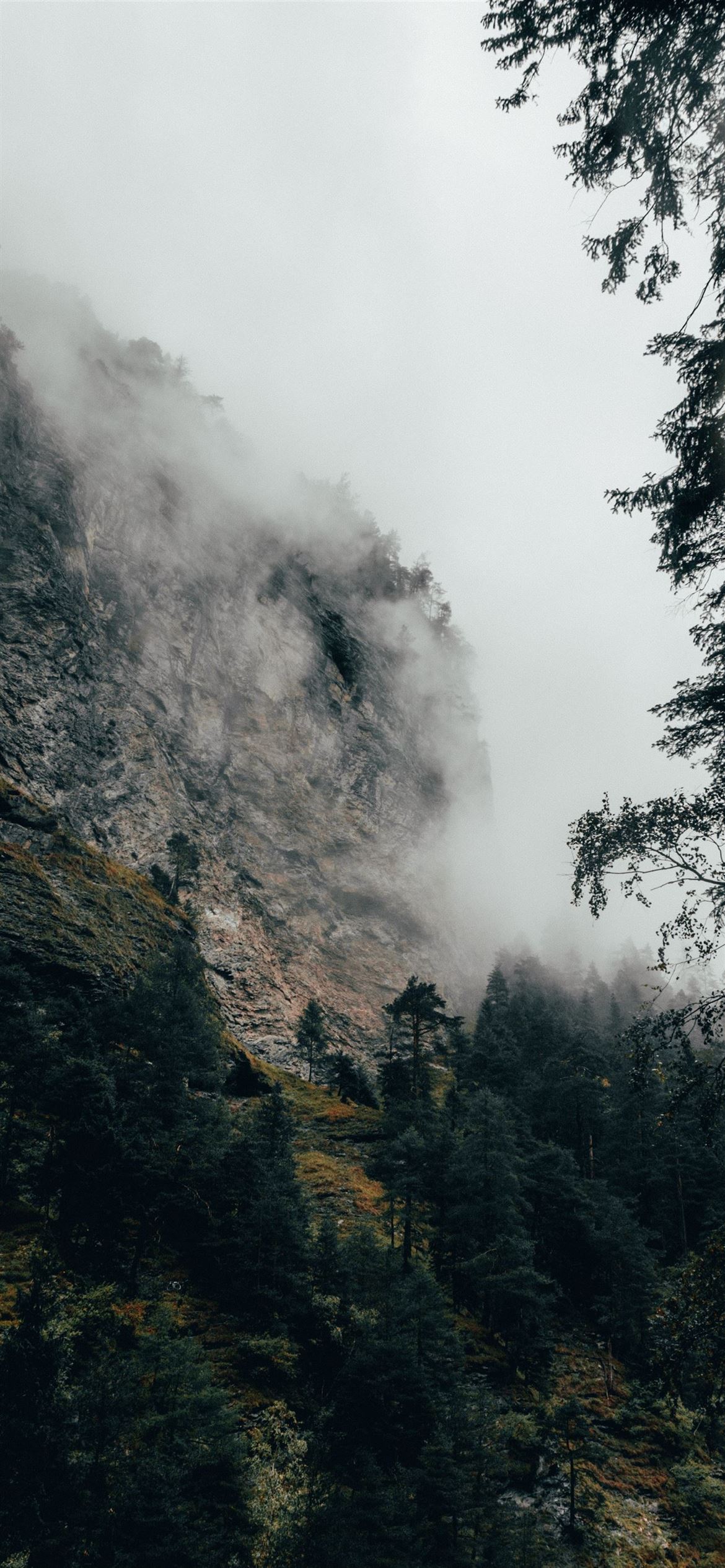 Aesthetic Foggy Forest Wallpapers