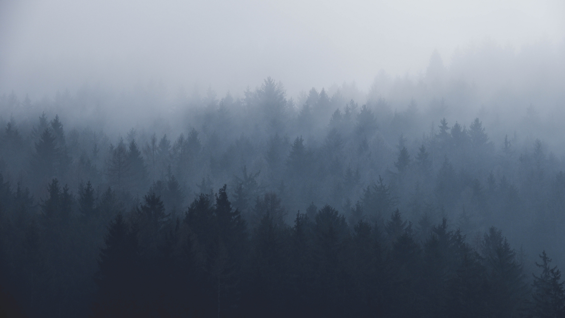 Aesthetic Foggy Forest Wallpapers