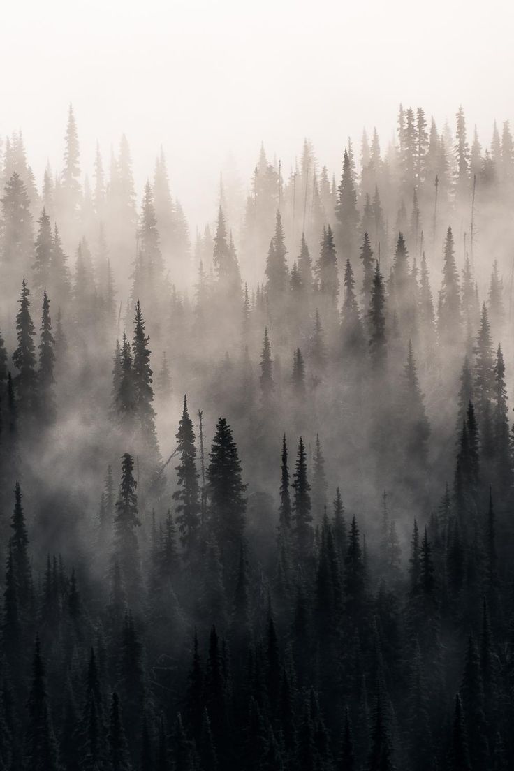 Aesthetic Foggy Forest Wallpapers