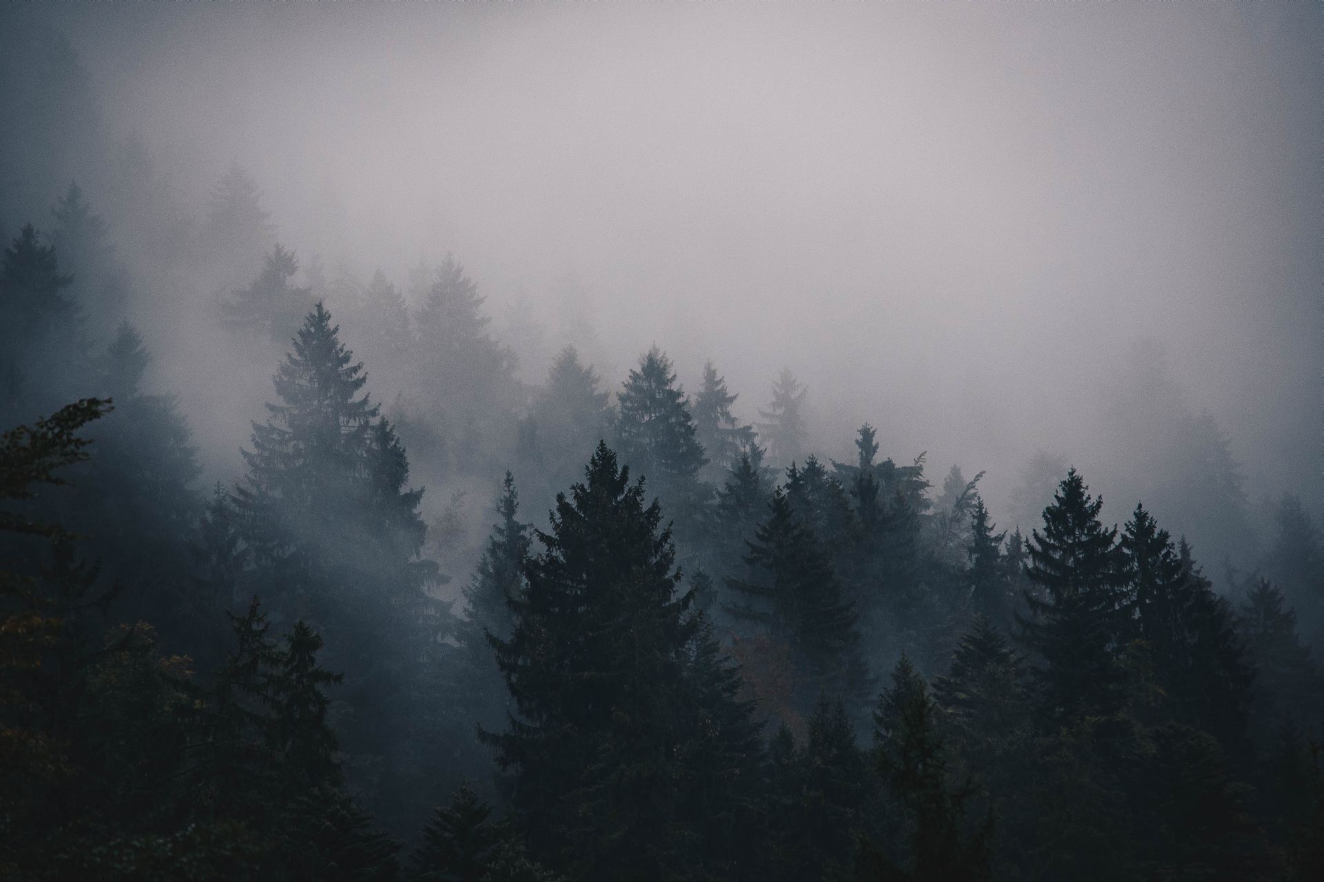 Aesthetic Foggy Forest Wallpapers