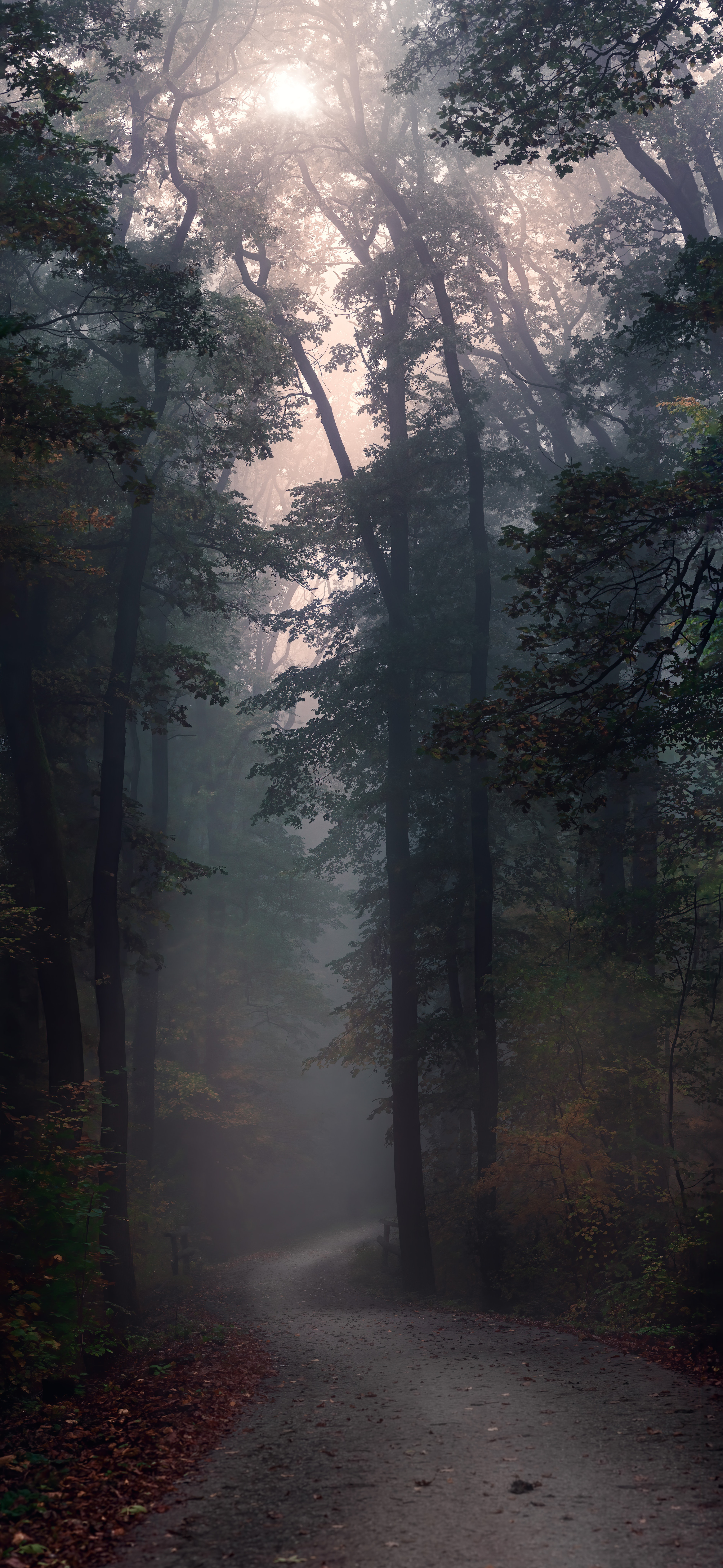 Aesthetic Foggy Forest Wallpapers